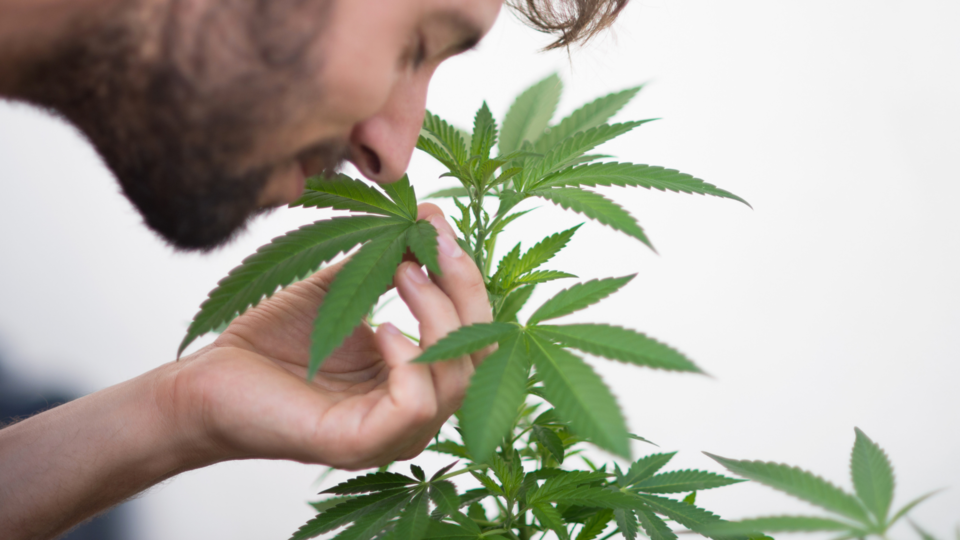 27-Ways-to-Mask-that-Weed-Smell-When-You-Smoke-Marijuana-1.png