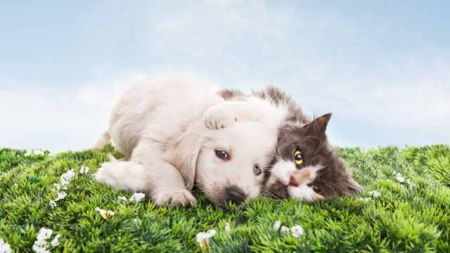 Is Secondhand Weed Smoke Bad for Dogs & Cats? | EarthMed